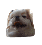 まゆげ犬 ポンス（個別スタンプ：2）