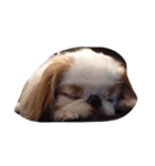 まゆげ犬 ポンス（個別スタンプ：3）