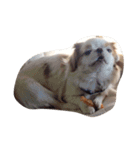 まゆげ犬 ポンス（個別スタンプ：4）