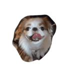 まゆげ犬 ポンス（個別スタンプ：5）