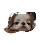 まゆげ犬 ポンス（個別スタンプ：6）