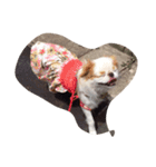 まゆげ犬 ポンス（個別スタンプ：7）