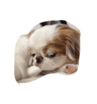 まゆげ犬 ポンス（個別スタンプ：8）