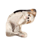まゆげ犬 ポンス（個別スタンプ：9）