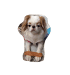 まゆげ犬 ポンス（個別スタンプ：11）