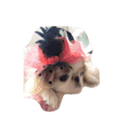まゆげ犬 ポンス（個別スタンプ：12）