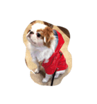 まゆげ犬 ポンス（個別スタンプ：14）