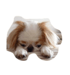 まゆげ犬 ポンス（個別スタンプ：16）