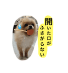 たろきちスタンプ.（個別スタンプ：1）