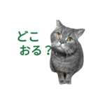 ラグーン君のスタンプ（個別スタンプ：7）