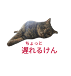 ラグーン君のスタンプ（個別スタンプ：11）