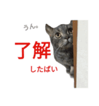 ラグーン君のスタンプ（個別スタンプ：12）