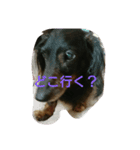 まなみとペット（個別スタンプ：1）