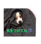 グゥスタンプ（個別スタンプ：4）