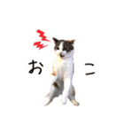 もちもちブラザーズ（個別スタンプ：6）