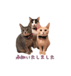 もちもちブラザーズ（個別スタンプ：10）