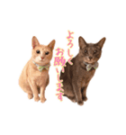 もちもちブラザーズ（個別スタンプ：11）