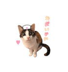 もちもちブラザーズ（個別スタンプ：14）