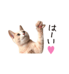 もちもちブラザーズ（個別スタンプ：18）