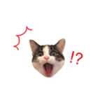 もちもちブラザーズ（個別スタンプ：19）
