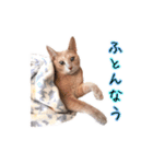 もちもちブラザーズ（個別スタンプ：21）