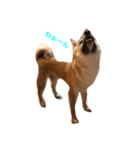 柴犬のわふ（個別スタンプ：1）