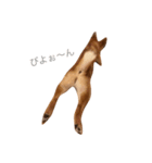 柴犬のわふ（個別スタンプ：3）