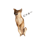 柴犬のわふ（個別スタンプ：4）