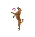 柴犬のわふ（個別スタンプ：6）