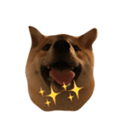 柴犬のわふ（個別スタンプ：7）