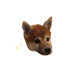 柴犬のわふ（個別スタンプ：8）