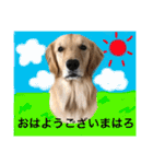 ゴールデンレトリバー"まはろ"（個別スタンプ：2）