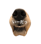 ゴールデンレトリバー"まはろ"（個別スタンプ：5）