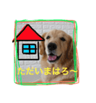 ゴールデンレトリバー"まはろ"（個別スタンプ：13）
