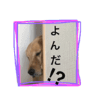 ゴールデンレトリバー"まはろ"（個別スタンプ：16）