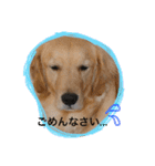 ゴールデンレトリバー"まはろ"（個別スタンプ：23）