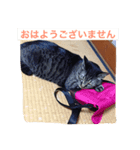 小磯さん家のねこ達（個別スタンプ：1）