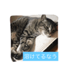 小磯さん家のねこ達（個別スタンプ：2）
