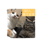 小磯さん家のねこ達（個別スタンプ：3）