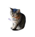 小磯さん家のねこ達（個別スタンプ：4）
