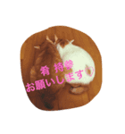 小磯さん家のねこ達（個別スタンプ：5）