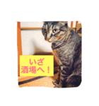 小磯さん家のねこ達（個別スタンプ：6）