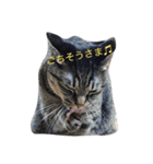 小磯さん家のねこ達（個別スタンプ：7）