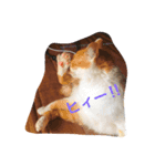 小磯さん家のねこ達（個別スタンプ：8）