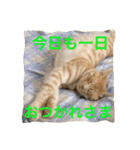 サランちゃんの可愛い猫スタンプ2（個別スタンプ：2）