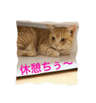 サランちゃんの可愛い猫スタンプ2（個別スタンプ：3）