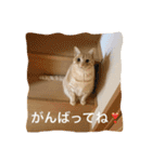 サランちゃんの可愛い猫スタンプ2（個別スタンプ：4）