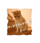 サランちゃんの可愛い猫スタンプ2（個別スタンプ：6）