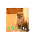 サランちゃんの可愛い猫スタンプ2（個別スタンプ：8）