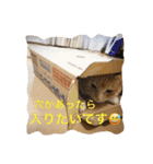 サランちゃんの可愛い猫スタンプ2（個別スタンプ：9）